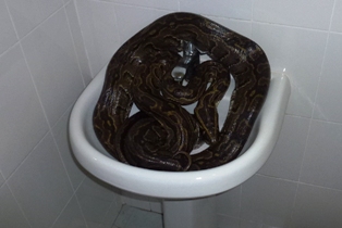 snake_in_sink.JPG